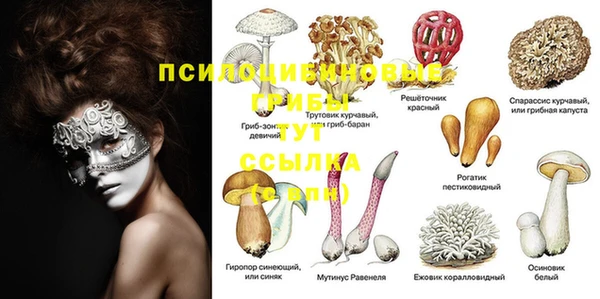 гашик Белокуриха